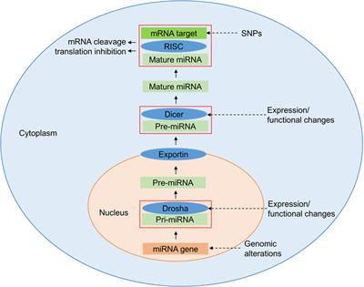 Genetic Association of Hematopoietic Stem Cell Transplantation Outcome beyond Histocompatibility Genes